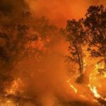 الرئيس الجزائري يتهم المغرب بالتسبب في حرائق الغابات في الجزائر